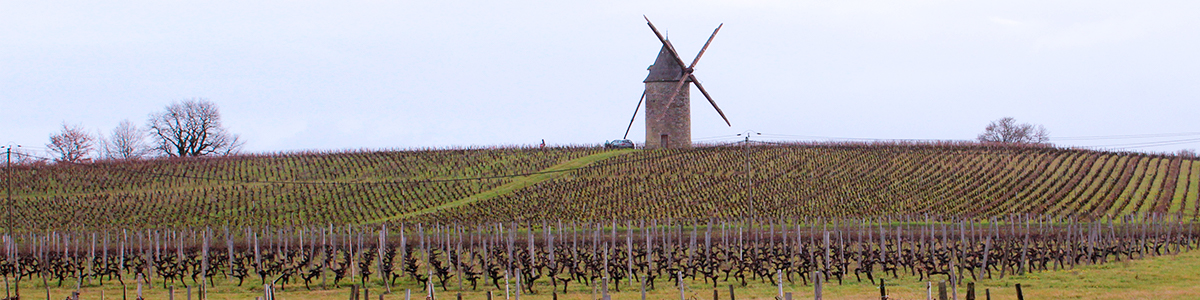 Bordeaux vinice v zimě
